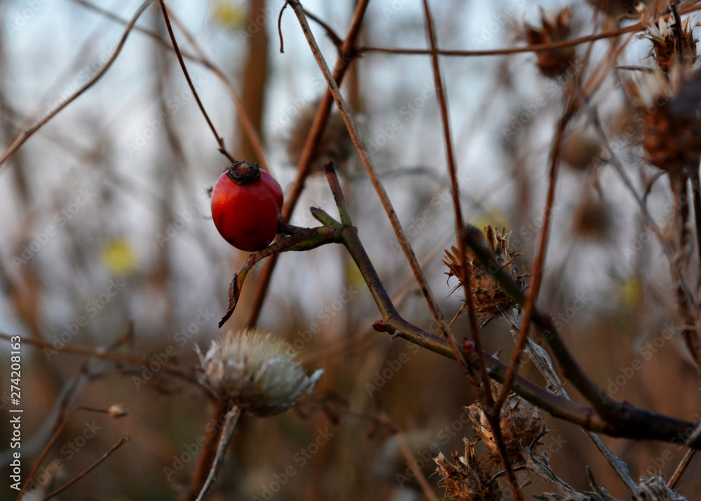 field, flowers, plants, beauty, tenderness field, flowers, plants, beauty, tenderness