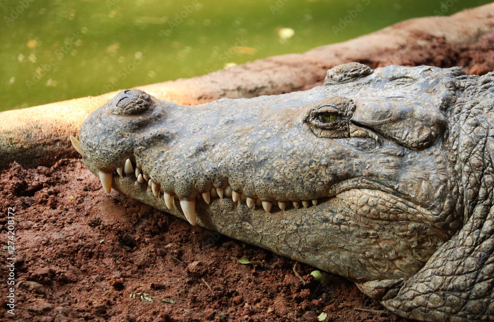 Obraz premium Crocodile a Predator Animal