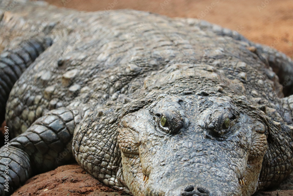 Crocodile a Predator Animal