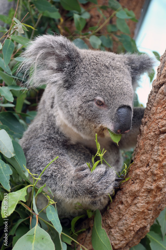 Fototapeta Naklejka Na Ścianę i Meble -  Australia - Koalas in the wild