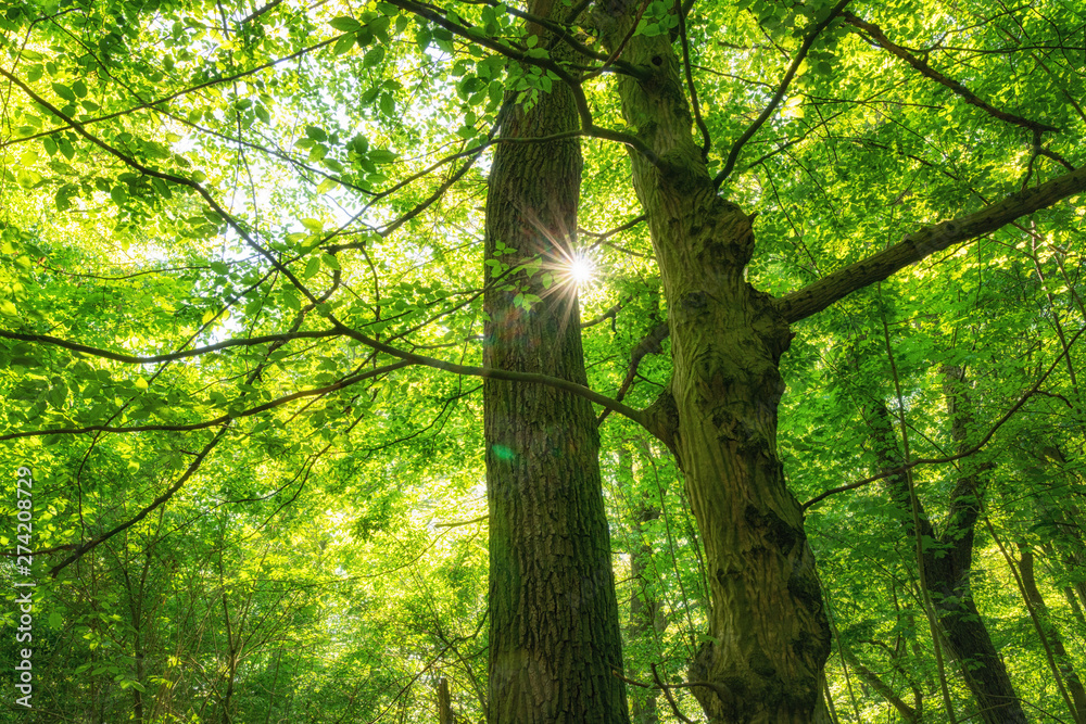 Obraz premium Die Sonne scheint im Wald durch zwei Bäume hindurch