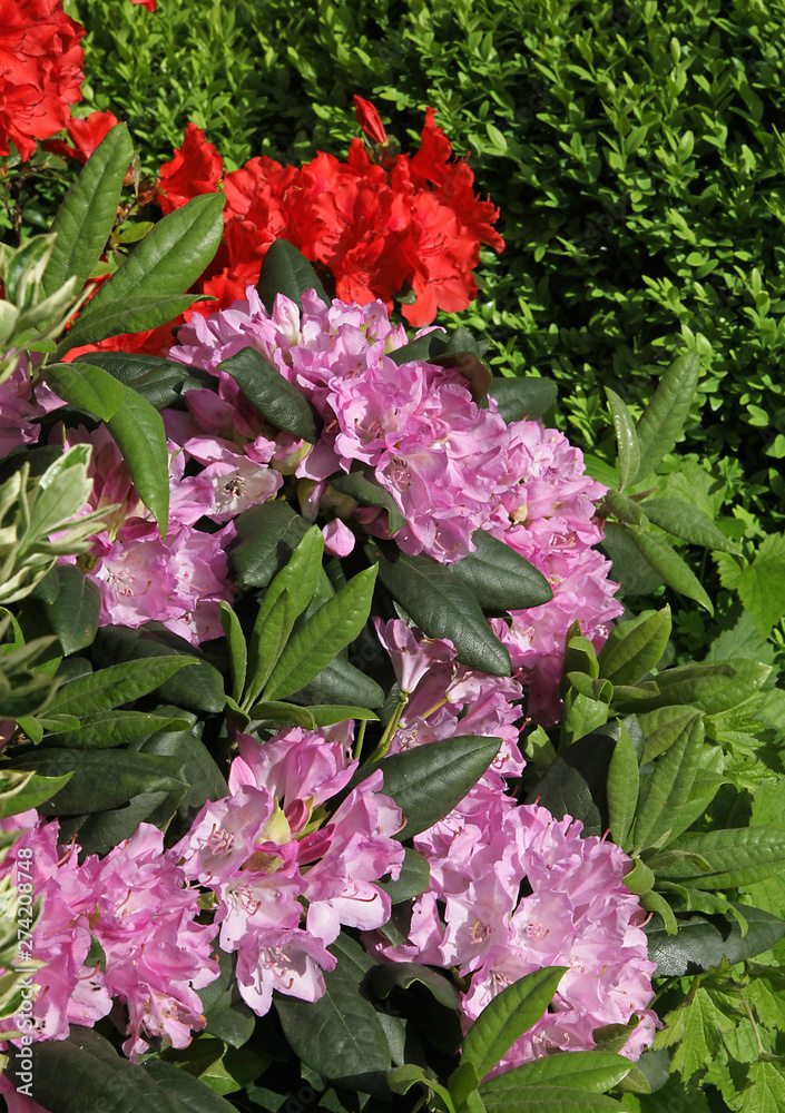 Rhododendron et azalée japonaise