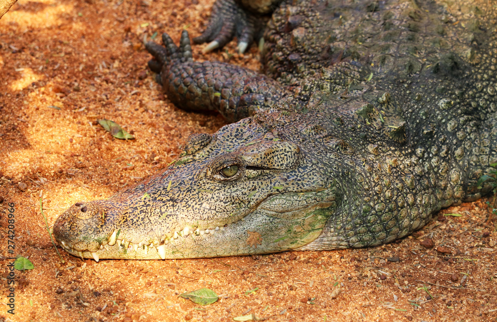 Obraz premium Crocodile a Predator Animal