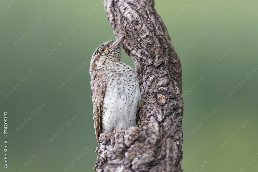 The Eurasian Wryneck woodpecker (Jynx torquilla)