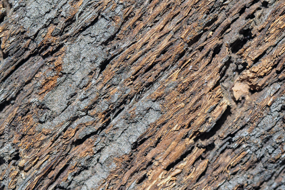 texture of bark wood use as natural background texture of bark wood use as natural background