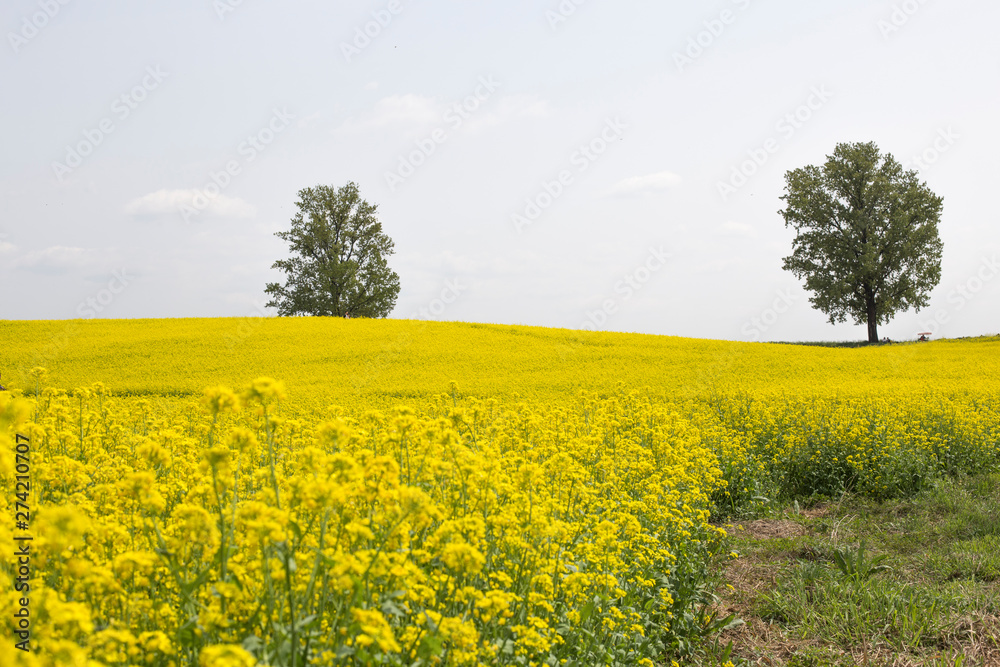 field of rape