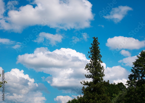 森の空