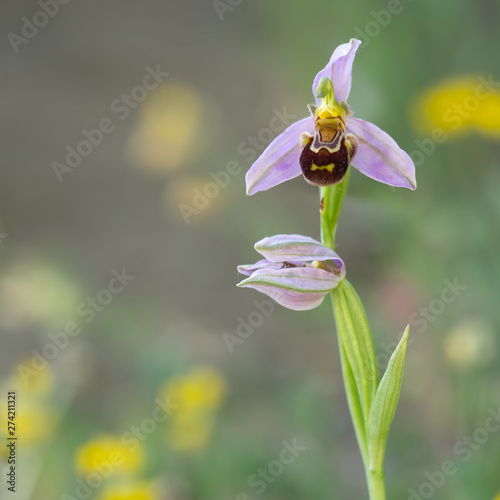 Bee orchid, Ophrys apifera. Wild flower.