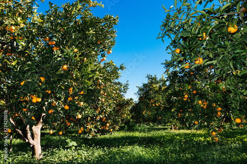 oranges in Sicily farm