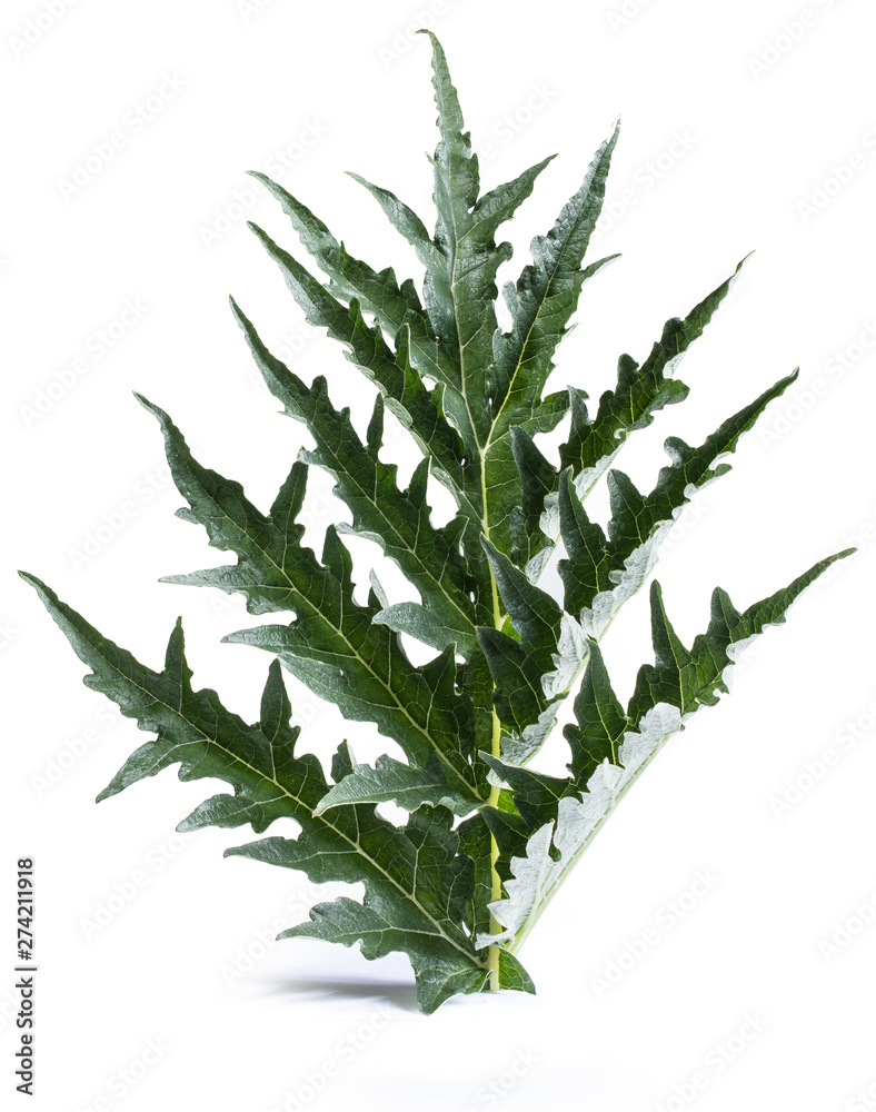 Green Artichoke Leaf, foglia del fusto del carciofo Green Artichoke Leaf, foglia del fusto del carciofo