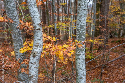 Forêt de bouleaux