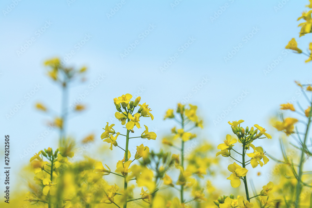 Blooming yellow rapeseed field with blue cloudless sky Blooming yellow rapeseed field with blue cloudless sky
