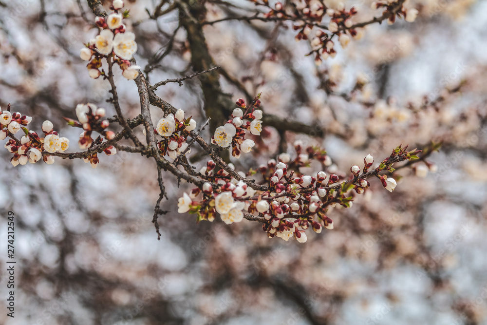 White Blossom Apricot Tree Branch, during Spring Season White Blossom Apricot Tree Branch, during Spring Season