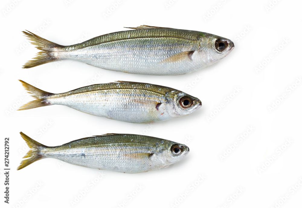 Boops boops fish isolated on white background,, Boga Boops boops fish isolated on white background,, Boga