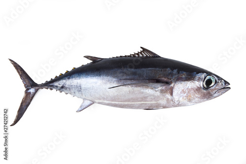 Photography Albacore, Isolated on White Background – Single Italian Alalunga (Thunnus Alal