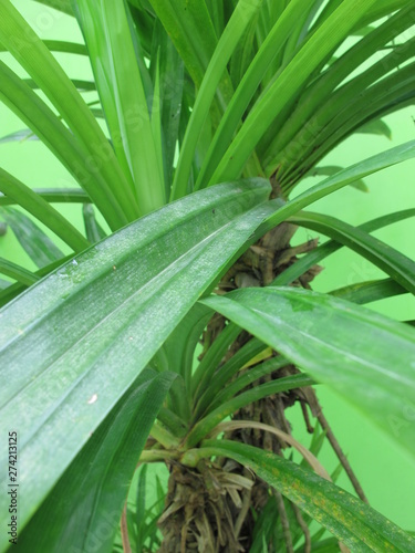 Asian tropical plant  pandan or pandanus tree