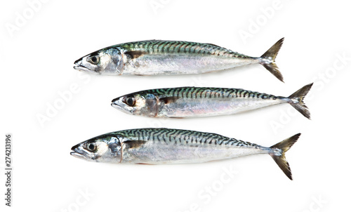 mediterranean fish Atlantic mackere Sgombro Scomber scombrus