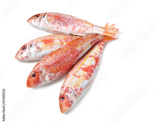 Mediterranean fish, Red mullet, Triglia rossa, Mullus surmuletus