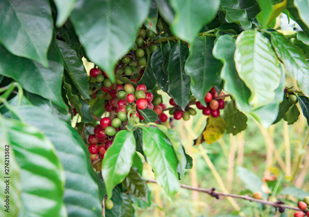 Arabicas Coffee bean Tree on Coffee tree at Doi Chaang in Thailand, Coffee bean Single origin words class specialty.vintage nature background