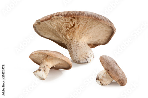 Pleurotus mushrooms Pleurotus eryngii Ferula Champignon Funghi di Ferula