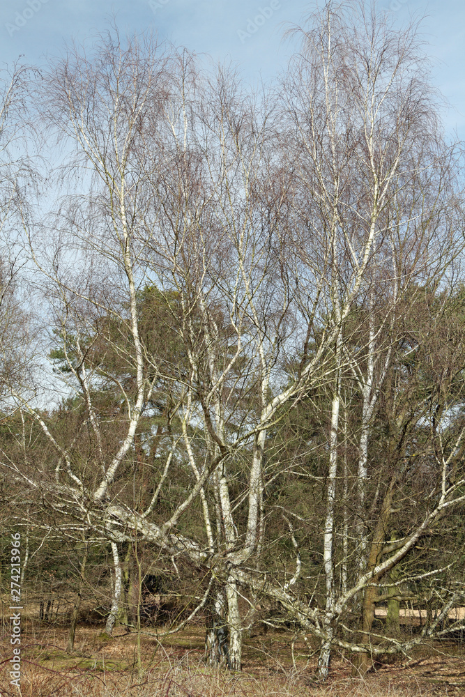 Fototapeta premium Birkengruppe