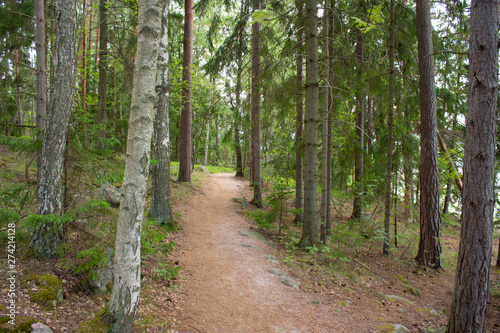 A coniferous northern forest on stony, uneven soil is a typical forest in Finland on a summer day. Rest and nature in Finland in the summer.