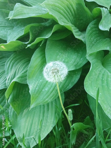 Dandelion on the background of green leaves nature