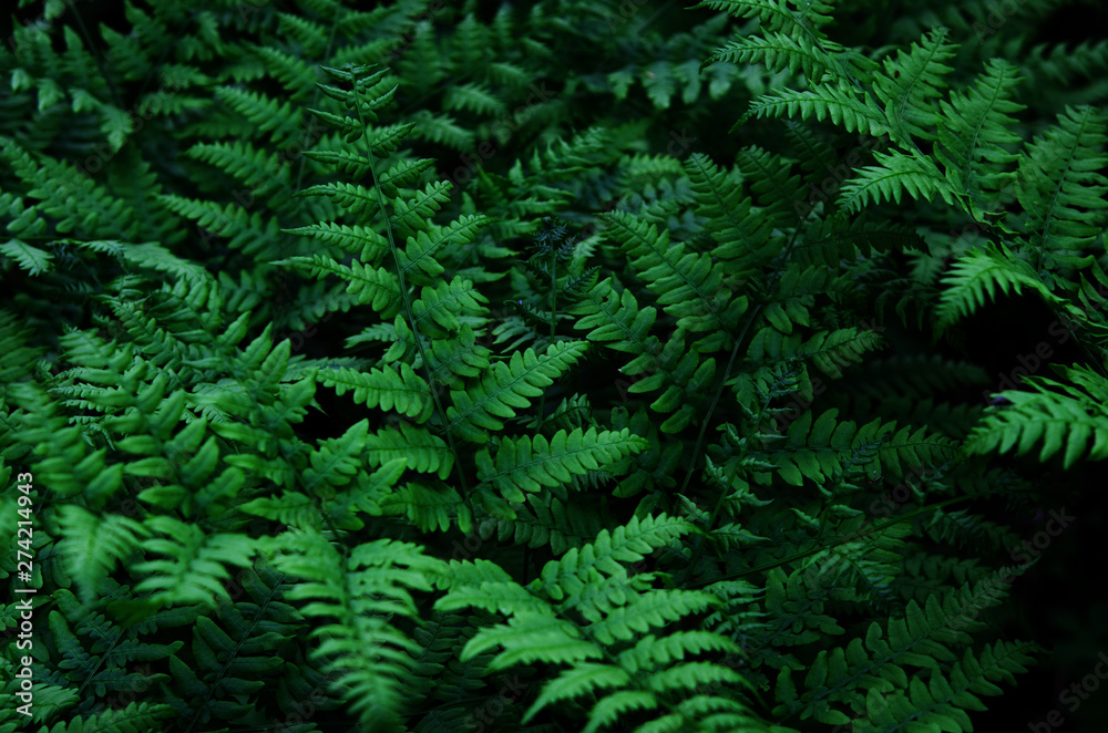 Natural green leaves fern in the forest. - Image