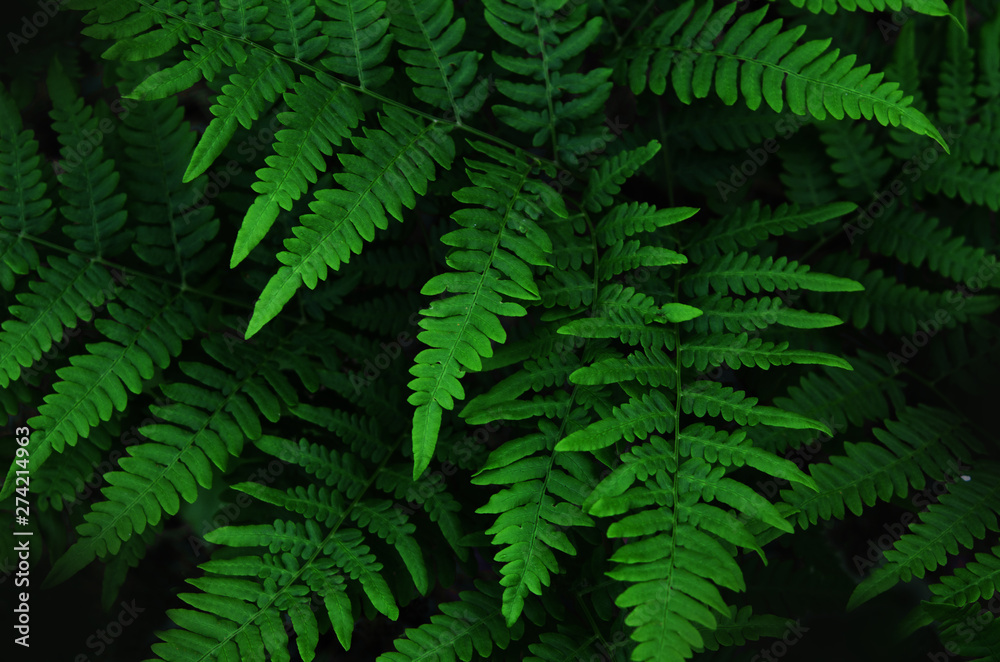 Natural green leaves fern in the forest. - Image