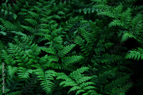 Natural green leaves fern in the forest. - Image