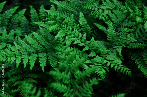 Natural green leaves fern in the forest. - Image