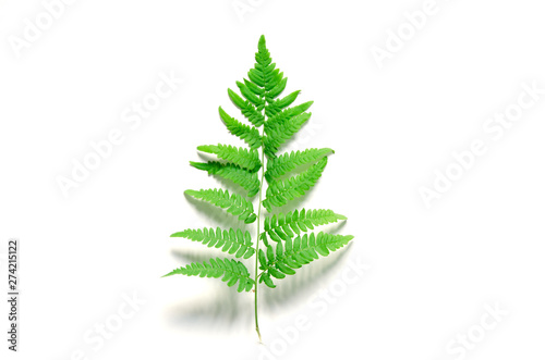 Top view of green tropical fern leaf on white background. Flat lay. Minimal summer concept. - Image