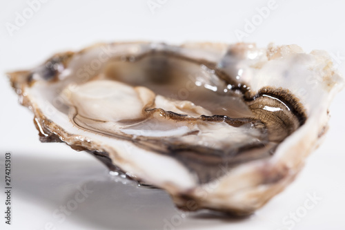 oyster and shell