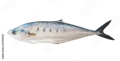 Raw talang fish isolated on the white background