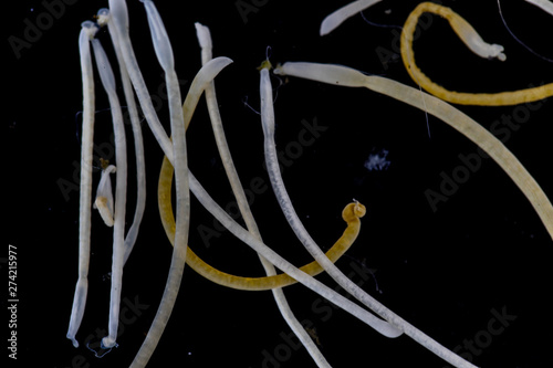 The study of Acanthocephala is a phylum of parasitic worms known as acanthocephalans, thorny-headed worms or spiny-headed worms in laboratory. photo