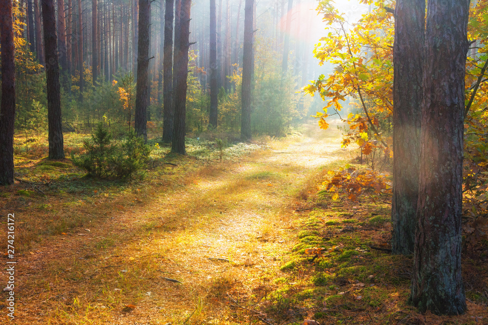 Fototapeta premium Autumn forest. Autumn nature background. Colorful trees in forest. Fall