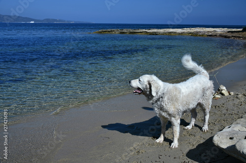 Two big white dogs playing on the beach in Corsica © LaSu