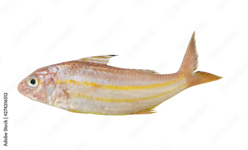 Goatfish isolated on white background Goatfish isolated on white background