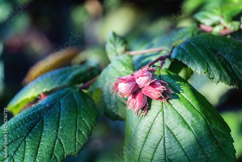 Four red hazelnut nuts on a branch  on sunny morning photo