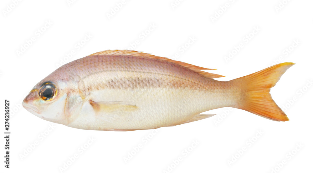 Brownstripe snapper fish isolated on white background, Lutjanus vitta