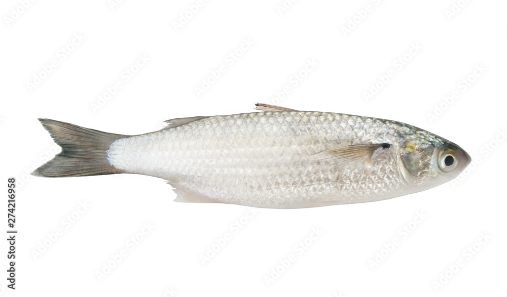 Grey mullet fish isolated on white background Grey mullet fish isolated on white background