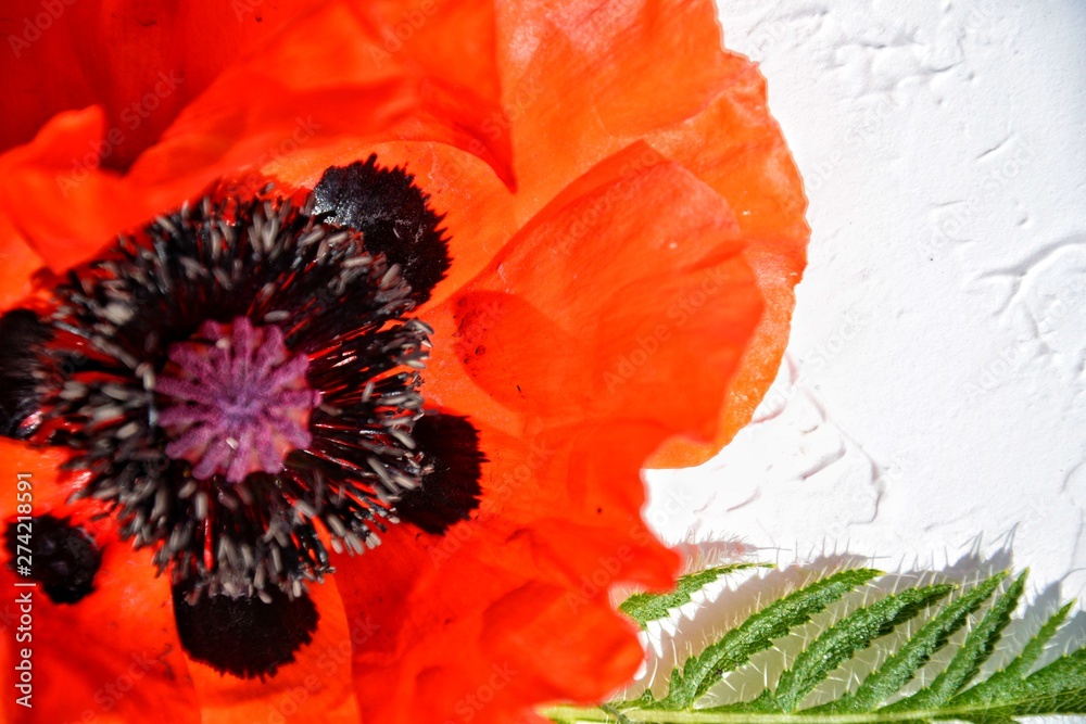 White background with red poppies and sprigs of greenery with space for your text. Postcard. White background with red poppies and sprigs of greenery with space for your text. Postcard.
