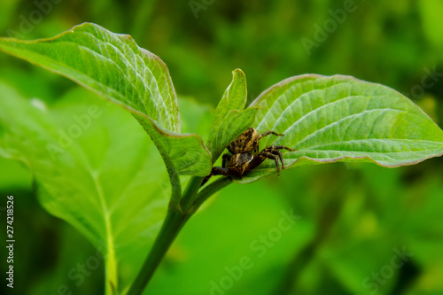 field spider on a leaf of a plant