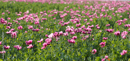 Field of pink opium poppy, Papaver somniferum