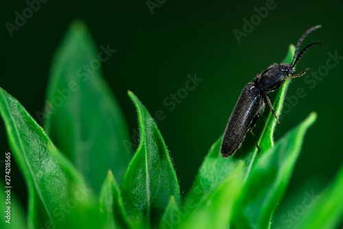 Darkling beetle on top of a leaf photo