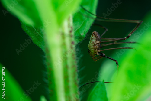 Harvestmen spider, Macro photo, close-up, insect, Opiliones, Phalangiidae, Arthropoda, 