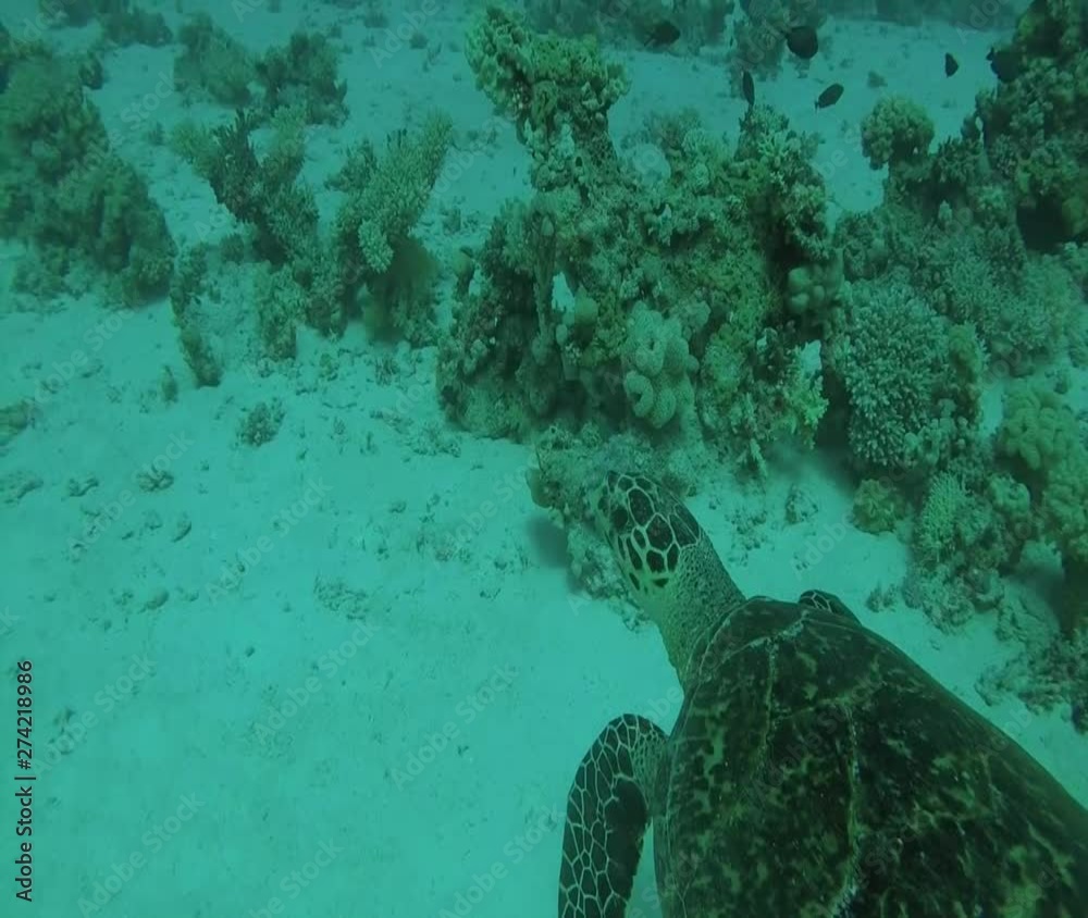 Schildkröte