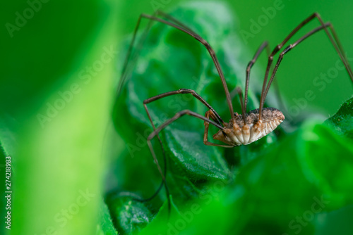 Harvestmen spider, Macro photo, close-up, insect, Opiliones, Phalangiidae, Arthropoda, 