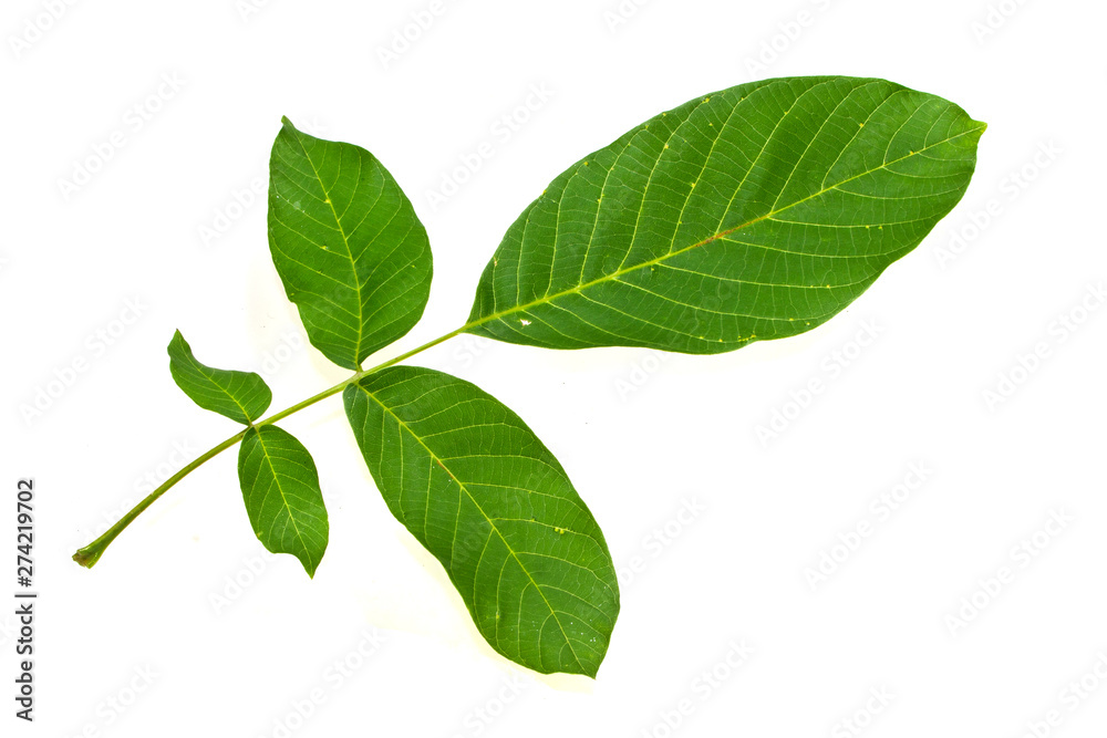 green leaf isolated on white background green leaf isolated on white background