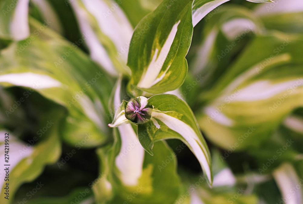 Obraz premium Khosta. The ripening Bud garden plants closeup